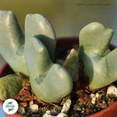 Conophytum quaesitum v. rostratum / 40 seeds